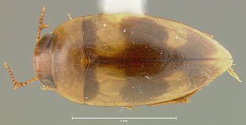 Media type: image;   Entomology 23962 Aspect: habitus dorsal view